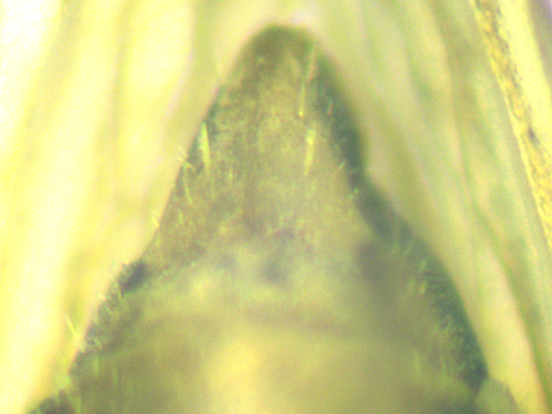 Anaceratagallia ribauti